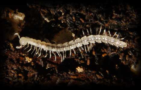 A newly identified species of centipede. (Photo: Bern Szukalski)